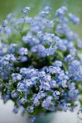 Little blue flowers forget-me-not near window with raindrops.