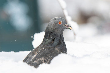  Beautiful pigeon in winter close up. City birds.