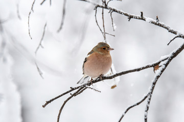Common Chaffinch (Fringilla coelebs) sitting on a branch in nature.