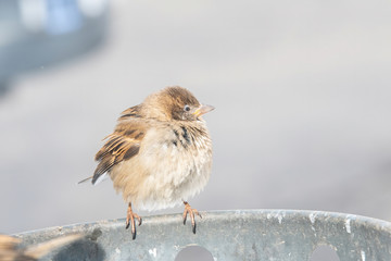 House Sparrow Passer domesticus in natural background