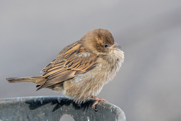 House Sparrow Passer domesticus in natural background