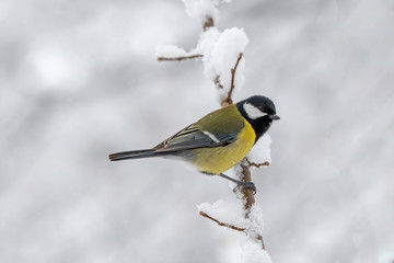 Close up of Great tit (Parus major) in nature