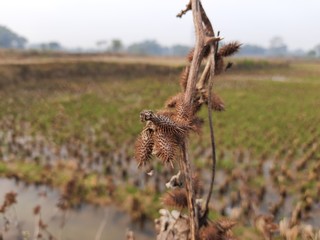 Xanthium strumarium (rough cocklebur,clotbur, common cocklebur, large cocklebur, woolgarie bur) is a species of annual plants of the family asteraceae.This plant has many medicinal properties.