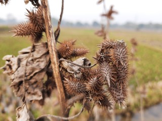 Xanthium strumarium&nbsp;(rough cocklebur,clotbur,&nbsp;common cocklebur,&nbsp;large cocklebur,&nbsp;woolgarie bur) is a species of annual plants of the family&nbsp;asteraceae.This plant has many medicinal properties.