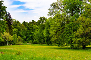 Meadow with green grass and trees in Zamecky Park in Hluboka Castle (Hluboka nad Vltavou, Czech Republic) during spring season