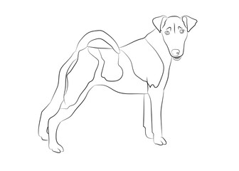 Smooth Fox Terrier. Vector outline stock illustration realistic lines silhouette for logo, print,tattoo, coloring book.