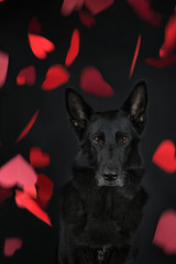 Portret czarnego owczarka niemieckiego wśród spadających czerwonych serc, czarne tło