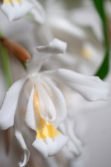 Flowers of Coelogyne cristata orchid