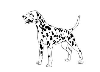 Dalmatian Spotted Dog. Vector outline stock illustration realistic lines silhouette logo, print,tattoo, coloring book.
