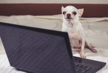 White short hair chihuahua dog sitting on white cloth behind computer laptop , looking at camera.