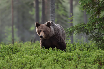 Plakat brown bear (ursus arctos) in forest at summer