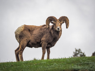 Big horn sheep