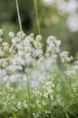 Bergblümchen - Taubenkropf Lichtnelken