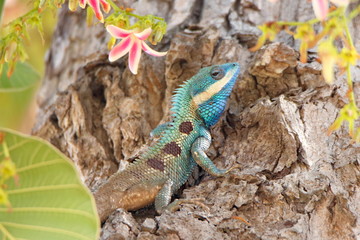  Blue lizard in tree