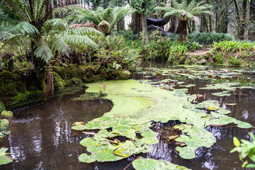 Algae covered pond in the Pena Palace Gardens in Sintra, Portugal along the valley of lakes trail