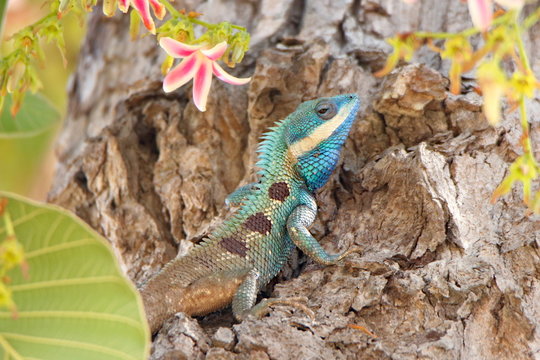  Blue Lizard In Tree