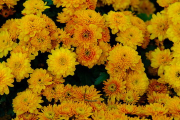 field of yellow flowers