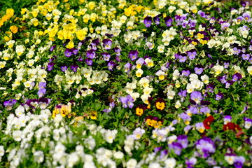 field of colorful flowers