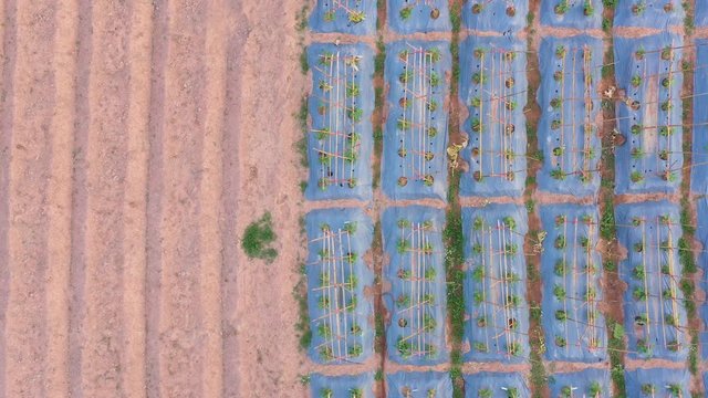 Footage B roll Aerial view of Yardlong bean garden (Vigna unguiculata ssp. sesquipedalis). The crisp, tender pods are eaten both fresh and cooked. Agriculture concept.