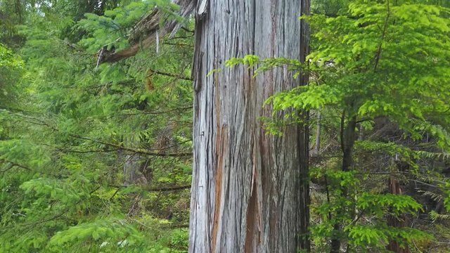 Cedar Tree Totem Pole in Alaska
