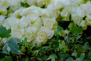 bouquet of white roses