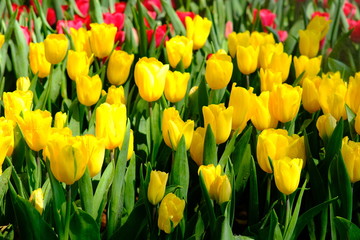 Obraz premium Beautiful nature of tulip flower at summer or spring seasonal landscape. Natural view of tulip flowers bloom in garden background