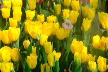 Obraz premium Beautiful nature of tulip flower at summer or spring seasonal landscape. Natural view of tulip flowers bloom in garden background