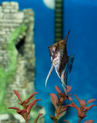  trpical fish in aquarium