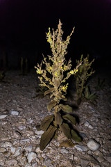 A nocturnal plant grows in a dried up seasonal Zim stream in the desert in southern Israel near the...
