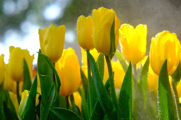 Obraz premium Beautiful nature of tulip flower at summer or spring seasonal landscape. Natural view of tulip flowers bloom in garden background