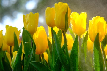 Obraz premium yellow tulips in the garden