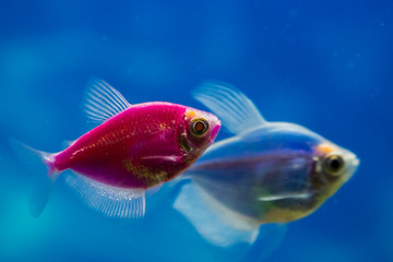 Naklejka premium fish in an aquarium