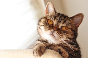 怖い顔の猫アメリカンショートヘアー