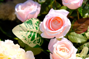 bouquet of pink roses