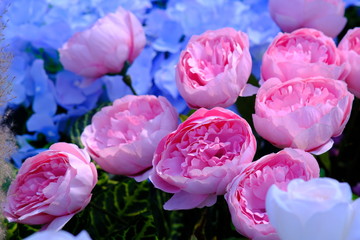 pink and white flowers