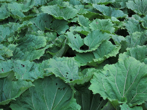 Detail of the burdock leaves