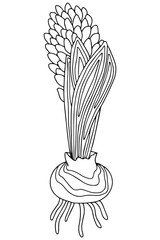Hand drawing illustration. Coloring page. Spring flowers. Hyacinth. Coloring book for adults and children. Realistic design. Minimalistic illustration. Botanical illustration.