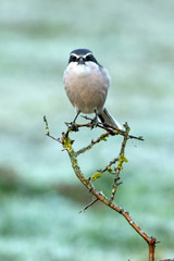 Obraz premium Southern grey shrike with the first lights of dawn, birds, Lanius meridionalis