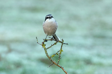 Southern grey shrike with the first lights of the day in their usual branches, birds, shrike, , Lanius meridionalis