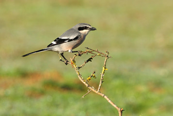Naklejka premium Southern grey shrike with the first lights of dawn, birds, Lanius meridionalis
