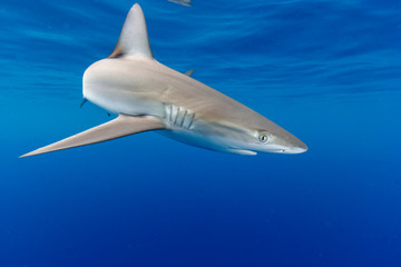 海面を泳ぐガラパゴスザメ　小笠原