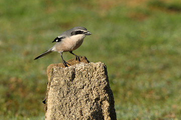 Southern grey shrike with the first lights of the day in their usual branches, birds, shrike, , Lanius meridionalis