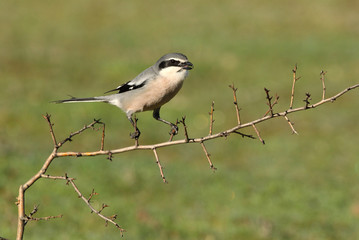 Southern grey shrike with the first lights of the day, birds, Lanius meridionalis