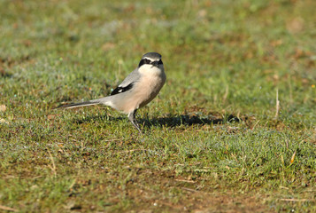 Southern grey shrike with the first lights of dawn, birds, Lanius meridionalis