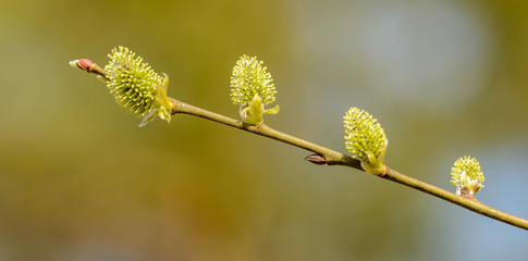 willow tree twig with catkins in spring