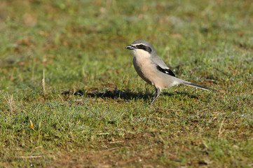 Southern grey shrike with the first lights of the day, birds, Lanius meridionalis