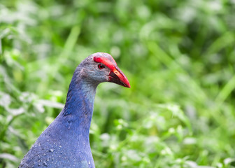 Portrait of Swamphen