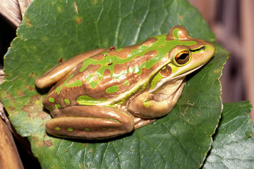 Green and Golden Bell Frog
