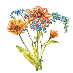 Watercolor bouquet Forget-me-not flowers, Dahlias and Calendula. Wild flower set isolated on white. Botanical watercolor illustration, rustic flowers. Good for cosmetics, medicine, treating
