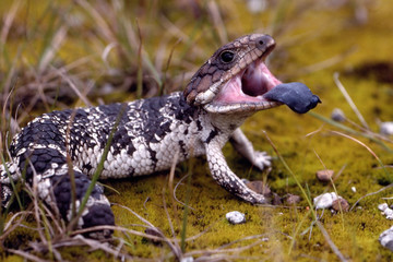 Shingle-back Lizard